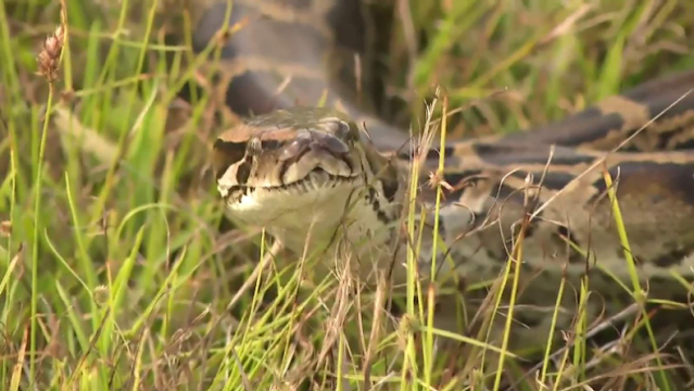 Hognose Snake Doesn't Play Dead Anymore - Reptiles Magazine