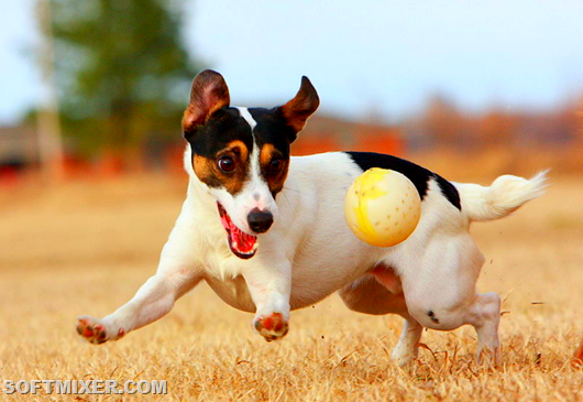 jack_russell_terrier