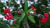 Crown of Thorns Plant, Flowers