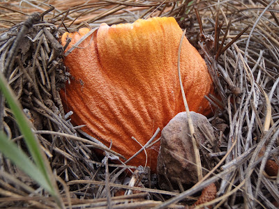 Hypomyces lactifluorum