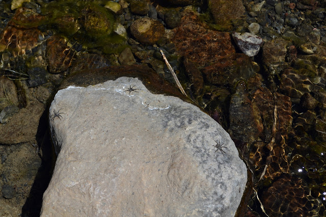 spiders on a rock in the water