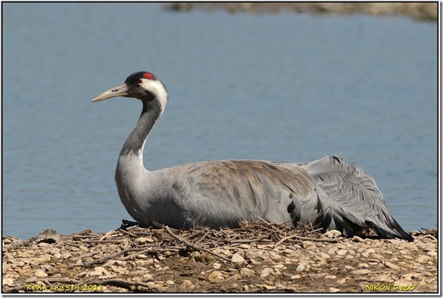 Slimbridge WWT - May