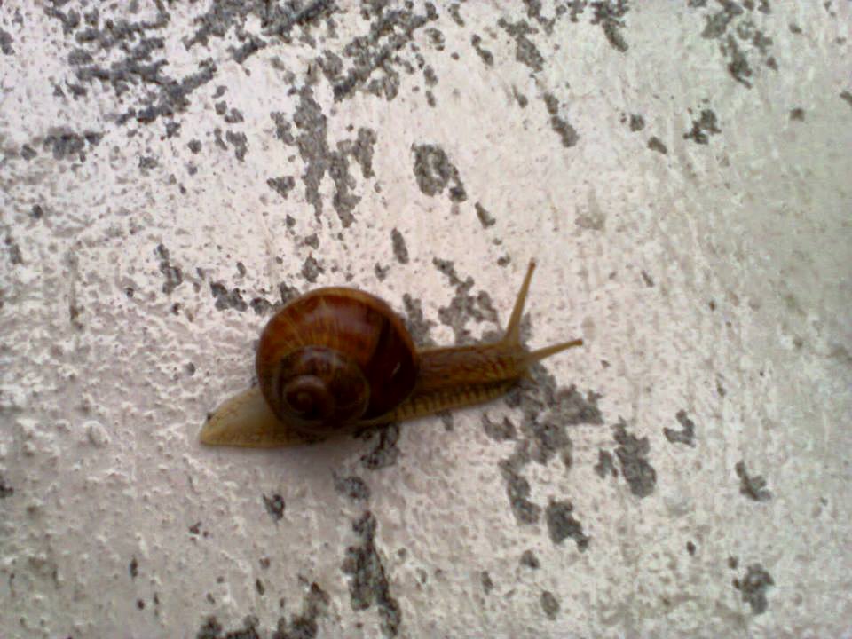 Burgundy snail