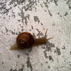 Burgundy snail