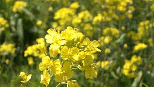 河原の菜の花