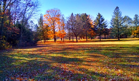 25. 11-3-15 the last leaves of autumn Cohen Nature Preserve