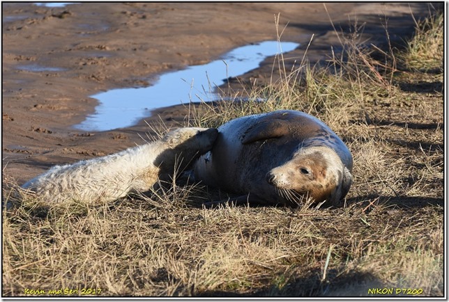 Donna Nook - November