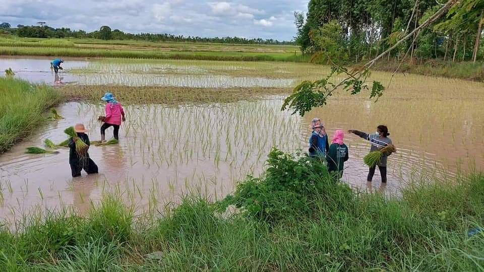 របរកសិកម្មប្រចាំរដូវ