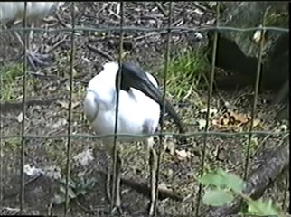 1998.09.09-019 ibis sacré