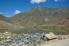 So many bees and delicious honey in Pakistan (Kaghan Valley, KPK)