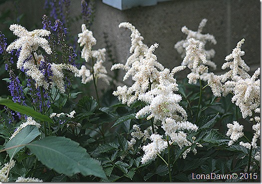 Astilbe White