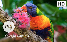 My Colorful Animals HD Wallpapers New Tab small promo image