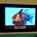 pajama cardinalfish in Shinagawa, Japan 