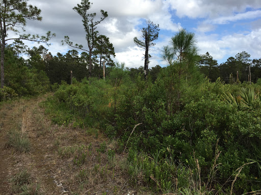 Nature Preserve «Black Hammock Wilderness Area», reviews and photos, 3276 Howard Ave, Oviedo, FL 32765, USA