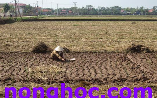 Cây đỗ tương trên đất Liên Châu (Vĩnh Phúc)