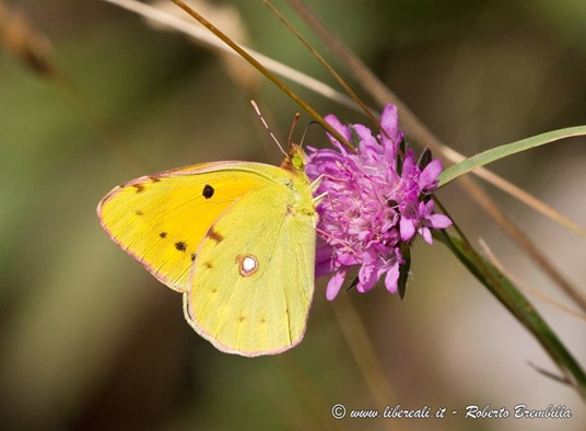 30_Colias crocera_Cainallo-Bietti-003 (FILEminimizer)