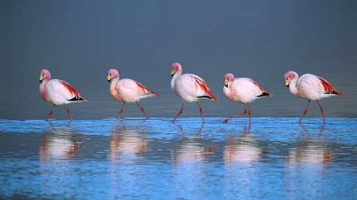 Puna Flamingoes, Laguna Colorada, Bolivia.jpg