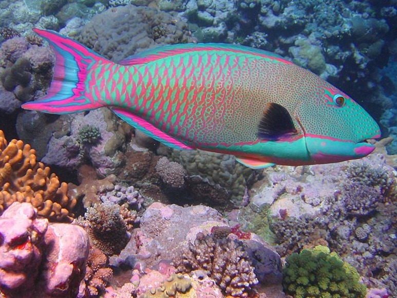 Pesce pappagallo - Cururupu, Maranhao