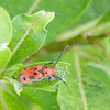 Milkweed Beetle