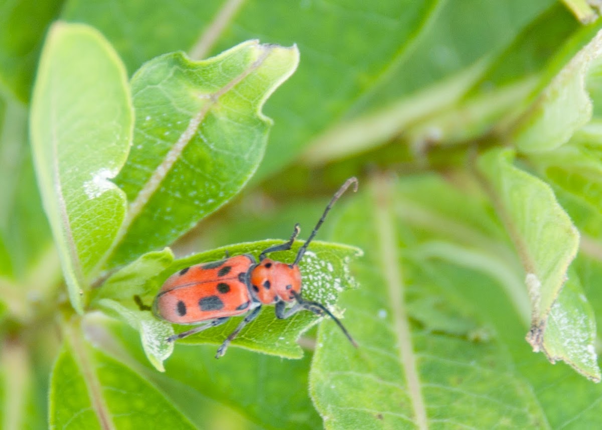 Milkweed Beetle