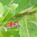 Milkweed Beetle