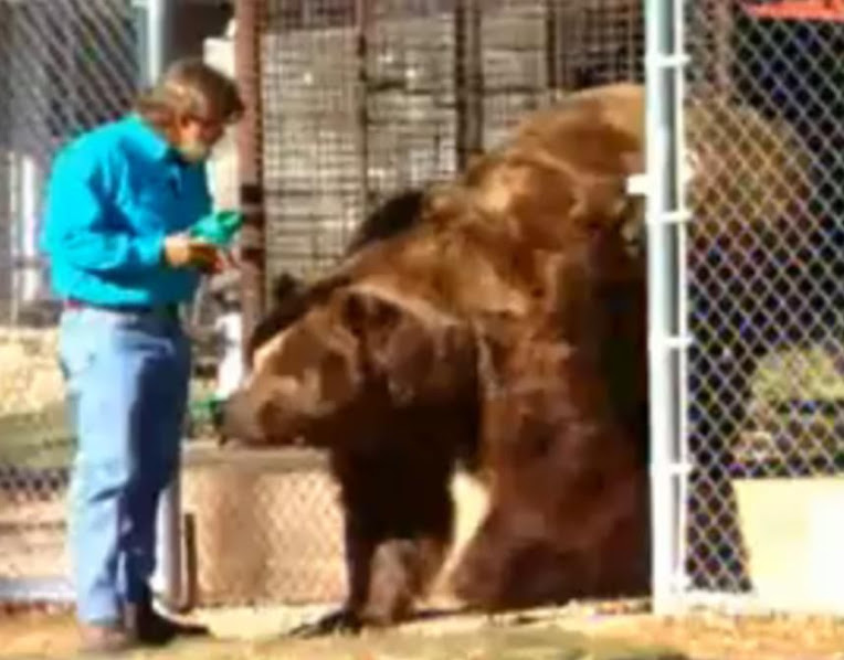 Urso pardo vs Urso polar - Página 2 Imagem9898