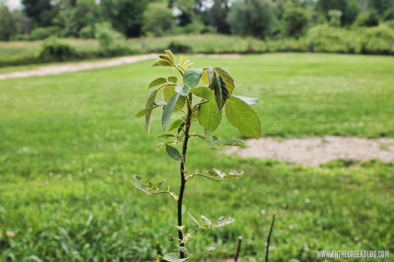 rose plant