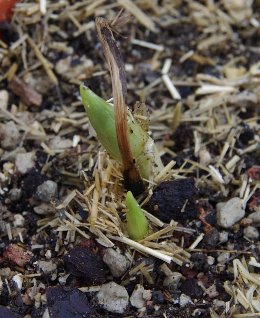 Germination Project 2012_2013 IMGP1792-b