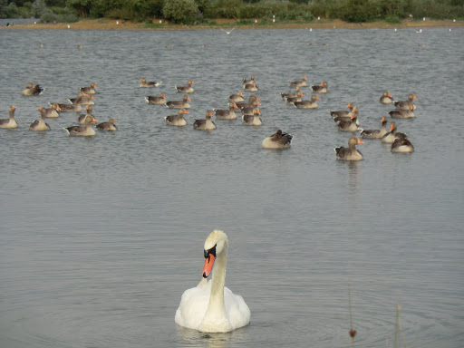 CIMG8948 Swan and geese at Godmanchester Nature Reserve