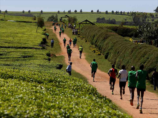 Athletes run in a tea plantation during a national marathon in the Nandi Hills, on the outskirts of the town of Kapsabet, near Eldoret, western Kenya, March 20, 2016. Photo/REUTERS