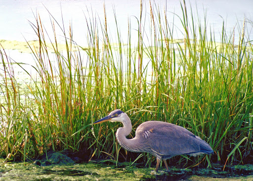 A blue heron strides the wetlands in Atlantic Canada. 