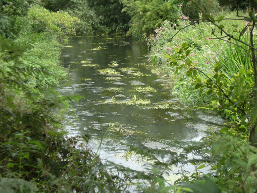 1008070011 River Blackwater in summer