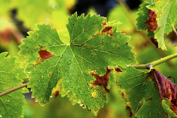 La natura bagnata di Gianfvis