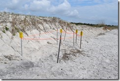 Sea turtle nest