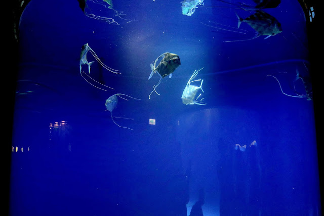 桃園 青埔 親子景點  Xpark 水族館 企鵝 水母 水豚君