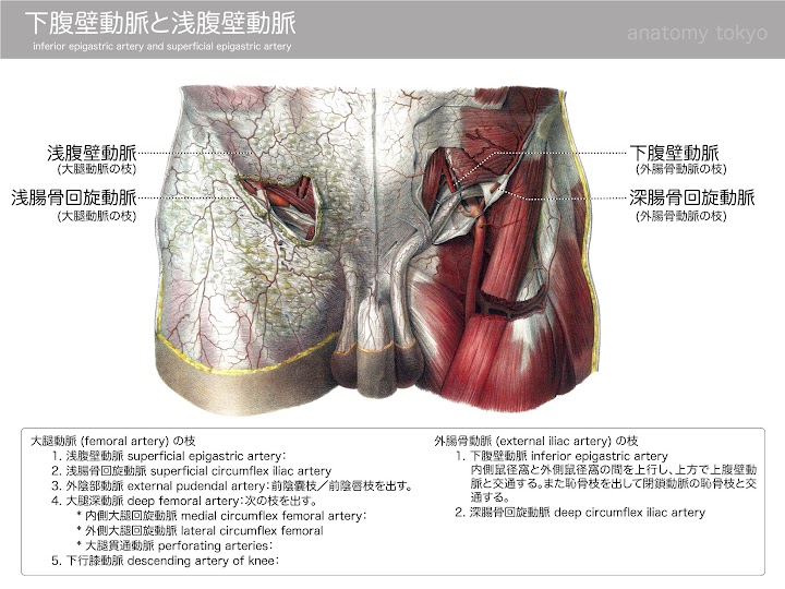 2013-h25-inferior-epigastric-artery-and-superficial-epgastric-artery.jpg