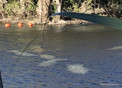 Manatees near the opening to the river