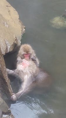 The Snow Monkeys of Jigokudani Yaen Koen Monkey Park - it was fascinating for a while watching the expressions of this monkey as it relaxed in the hot onsen water, and did little details with its face and hands that seemed so human