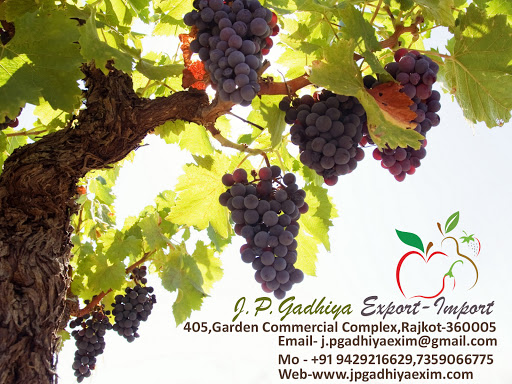 J. P. Gadhiya Export-Import, 405,Garden Commercial Complex Opp. School,Sadhu vaswani, Sadhu Vaswani Road, Rajkot, Gujarat 360001, India, Fruits_and_Vegetable_Exporter, state GJ