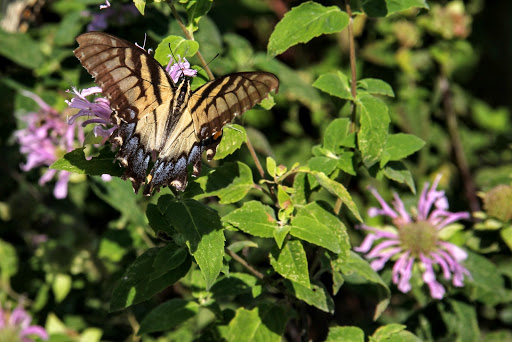 Westmoreland State Park