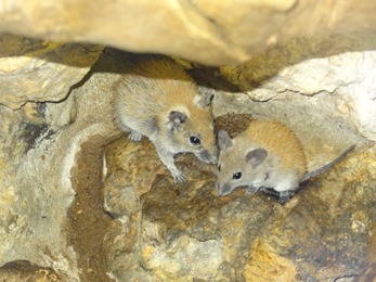 2017.06.17-014 souris épineuses