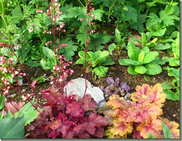 heuchera