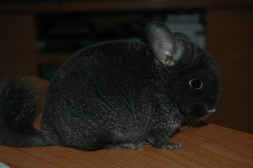 Macho ebony dark velvet portador de violeta DSC_0025