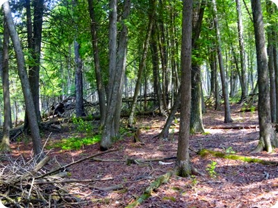 Wm Derby Nature Preserve