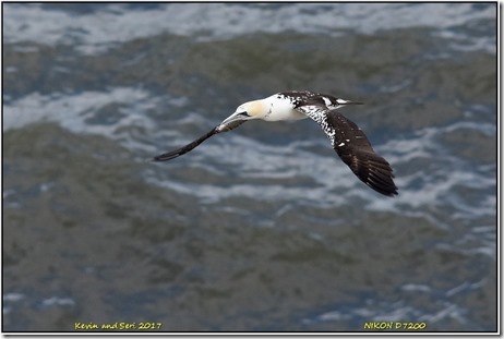 Bempton Cliffs - August