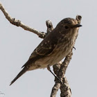 Spotted Flycatcher