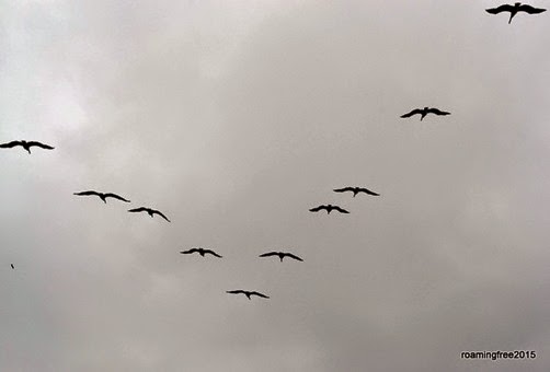 Pelicans in formation