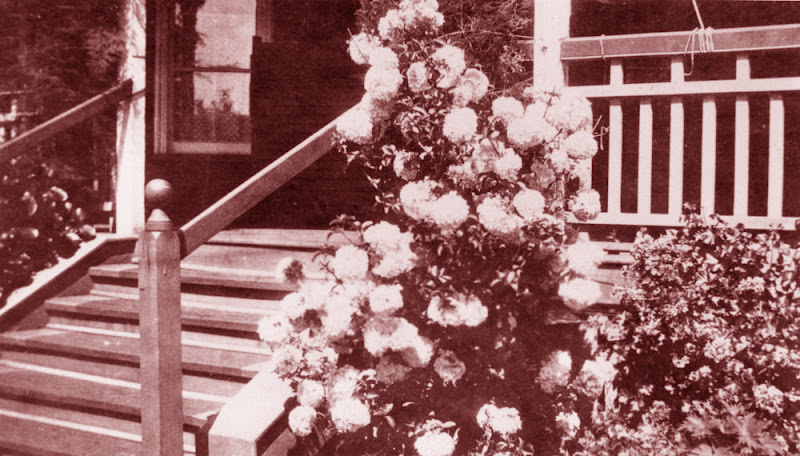 external image StateLibQld_1_81311_Beautiful_rose_bush_at_the_front_entrance_to_a_home_in_Toowoomba%25252C_1924.jpg