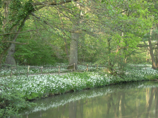 DSCF7505 Ramsons at Groombridge Place Gardens