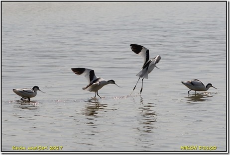 Slimbridge WWT - April